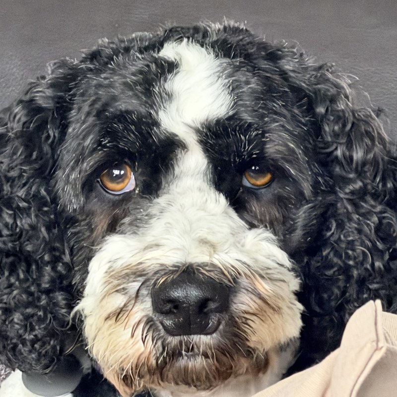 Maya, Ken's dog and the unofficial watchdog at First Call Compliance and Safety